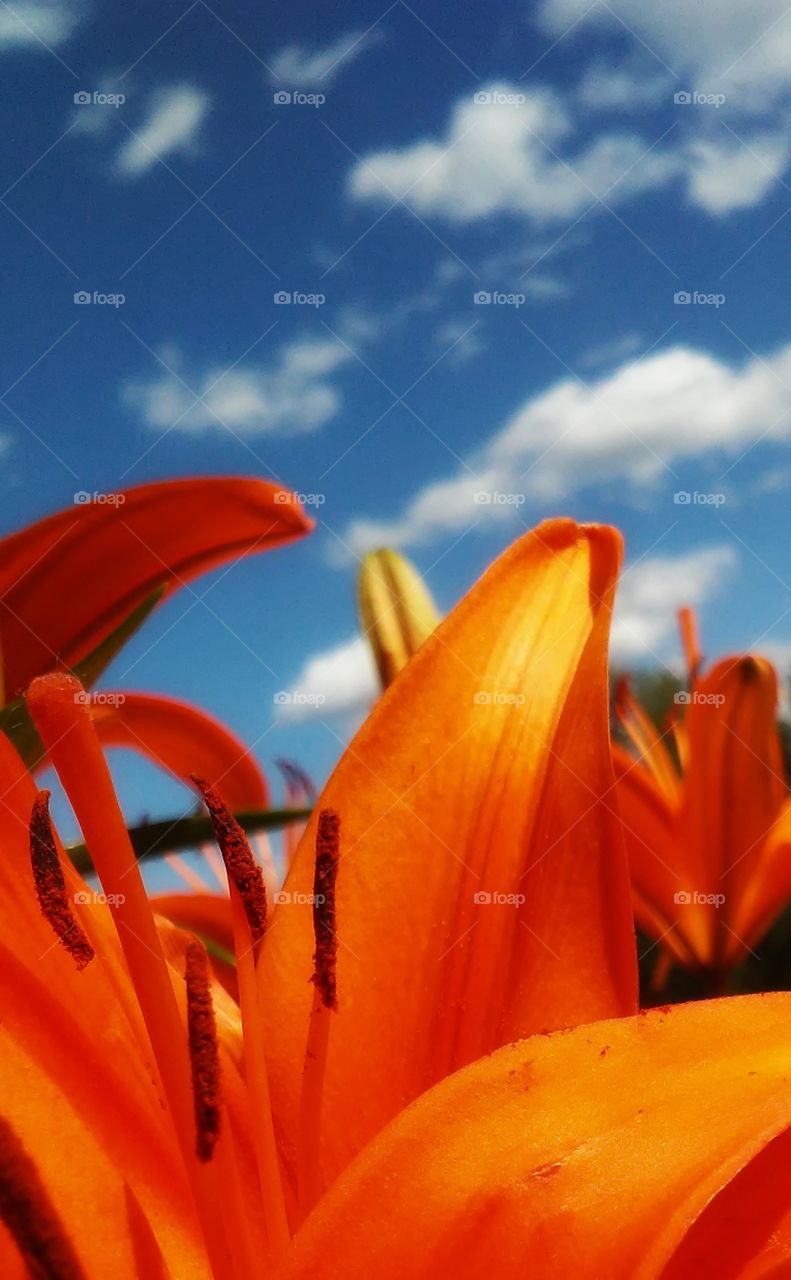 Tiger Lily Skies