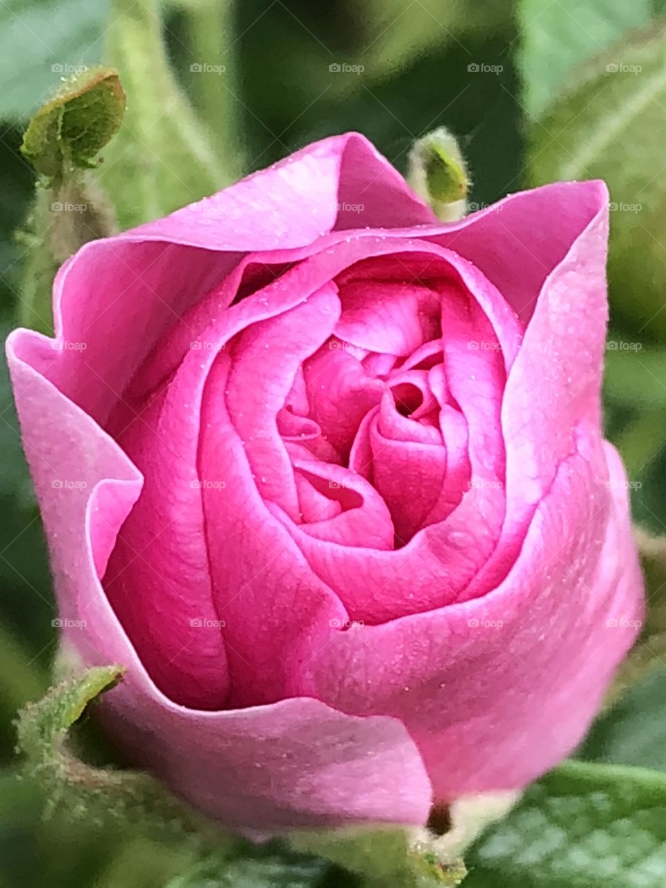 Wild pink rose 