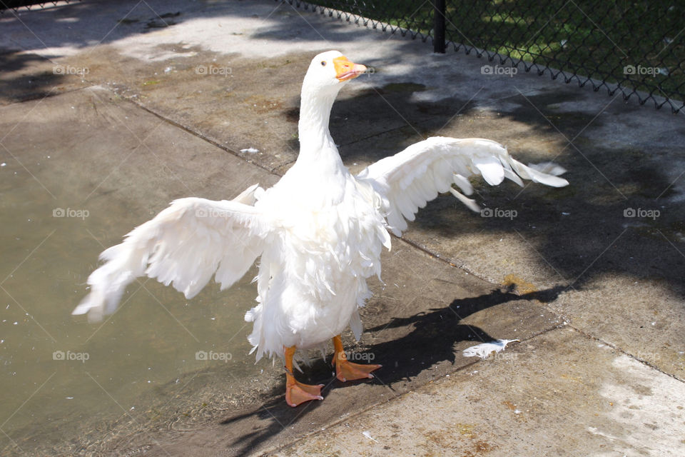 Who called me a duck!