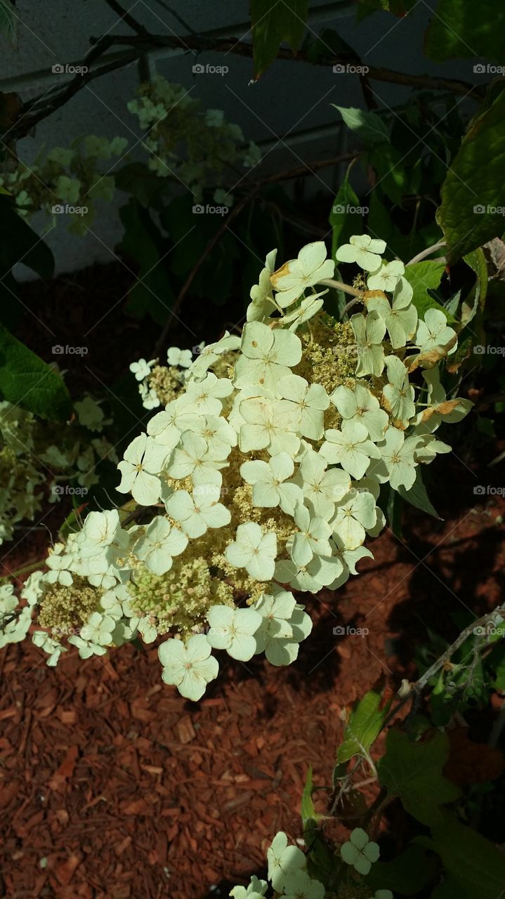 Type of Hydrangea