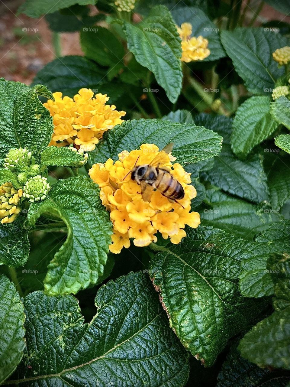 🌹 🇺🇸 Very beautiful flowers to brighten our day.  Live nature and its beauty. Did you like the delicate petals? / 🇧🇷 Flores muito bonitas para alegrar nosso dia. Viva a natureza e sua beleza. Gostaram das pétalas delicadas? 