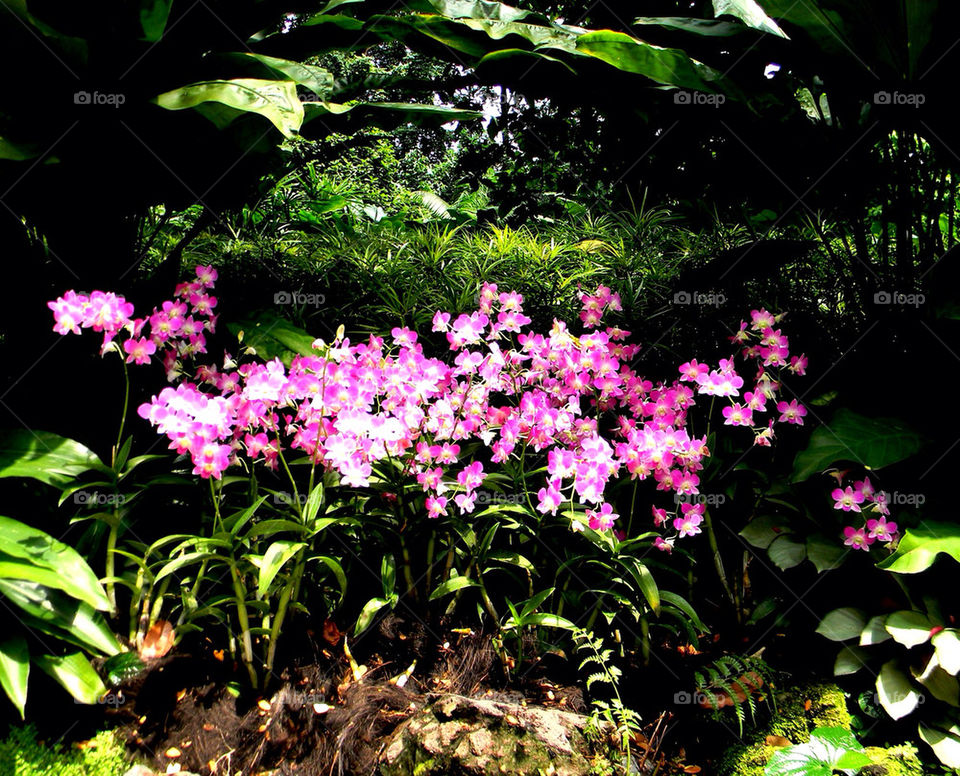Pink orchids