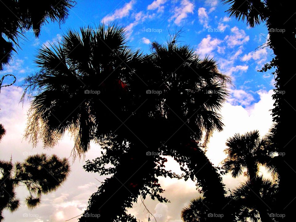 Palm trees and clouds