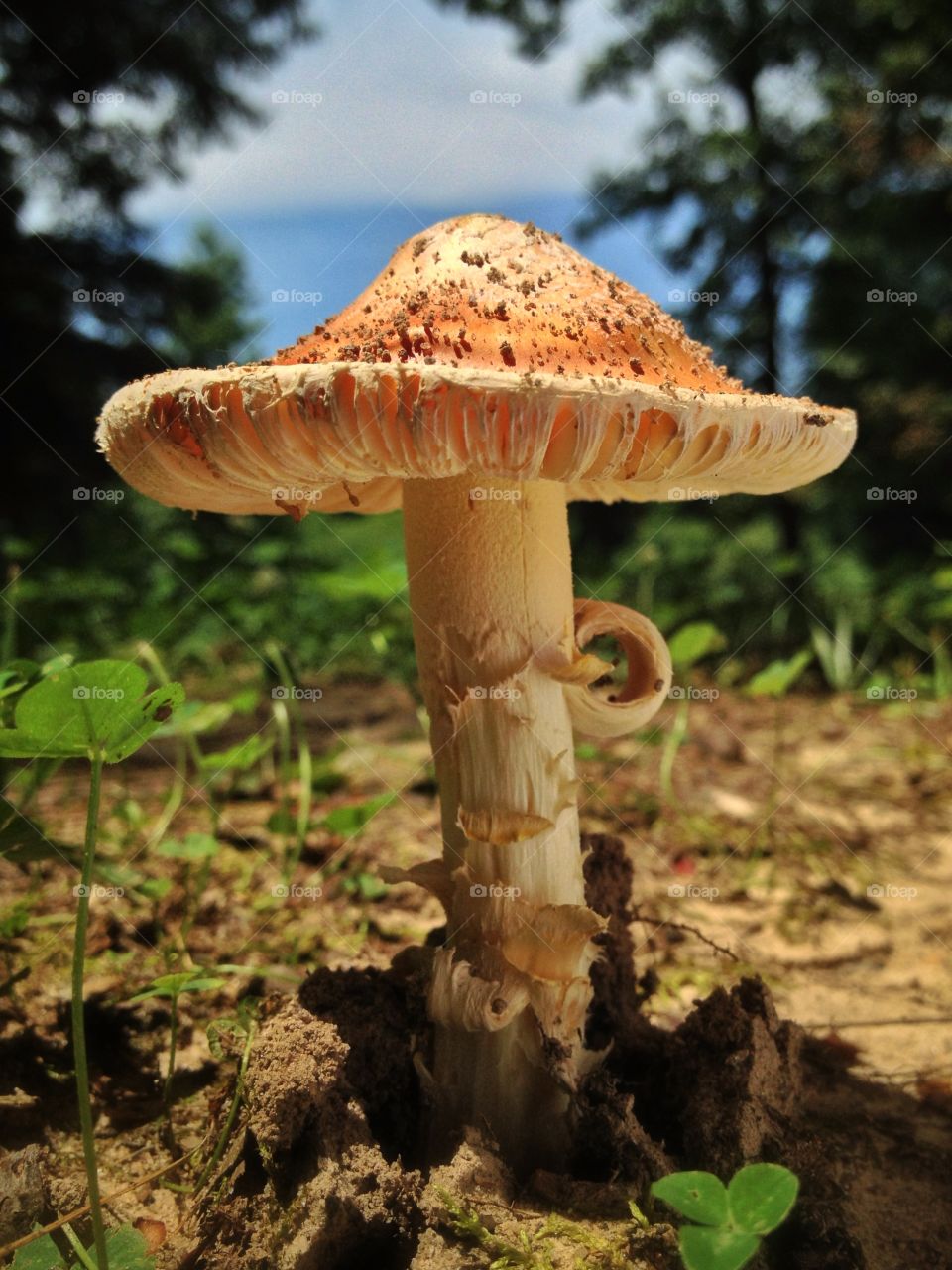 Big Little Mushroom 