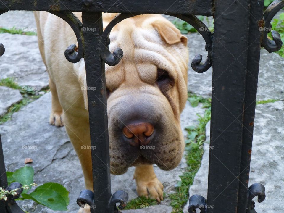 Wrinkle Dog. Dog behind gate