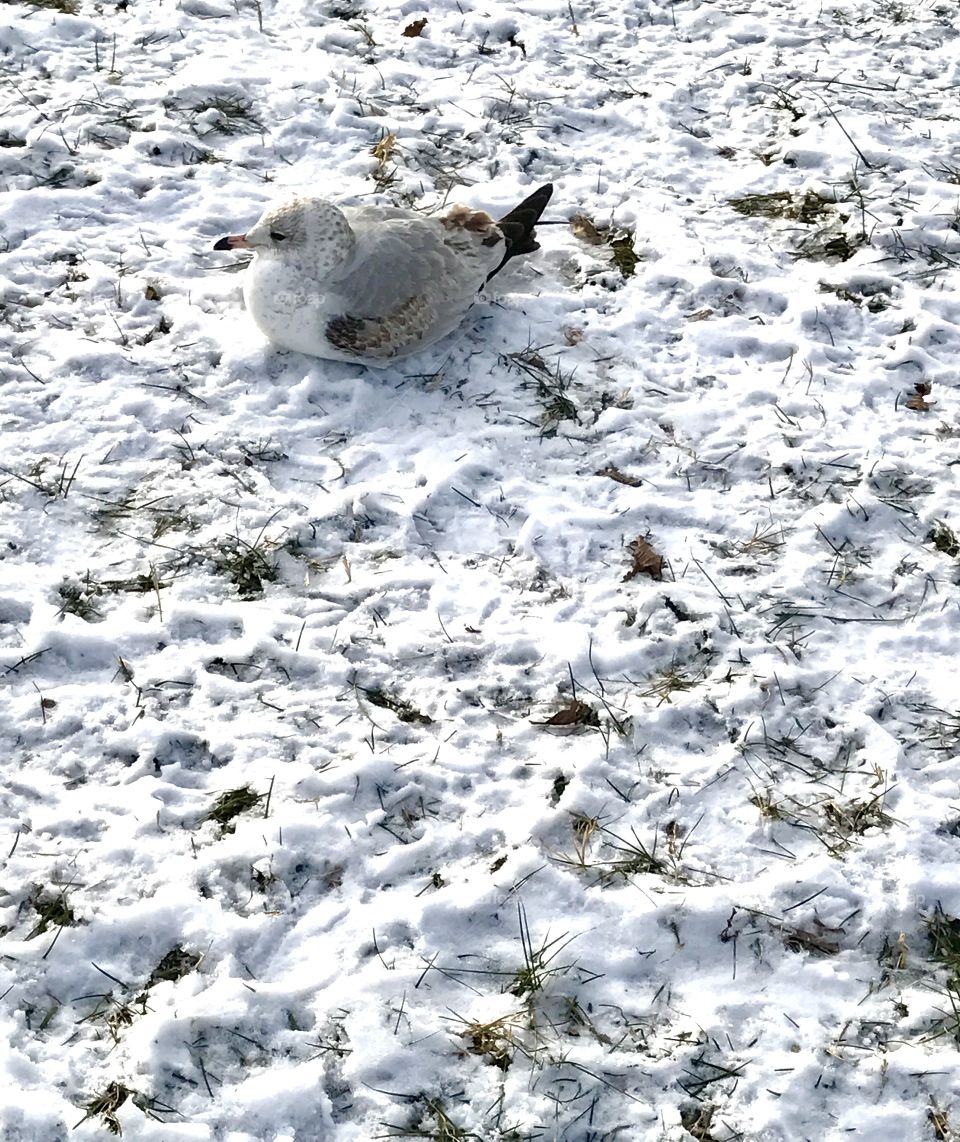 Bird Sitting in Snow