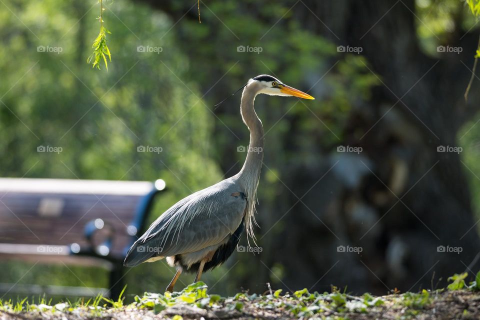 A great blue heron walking in the park