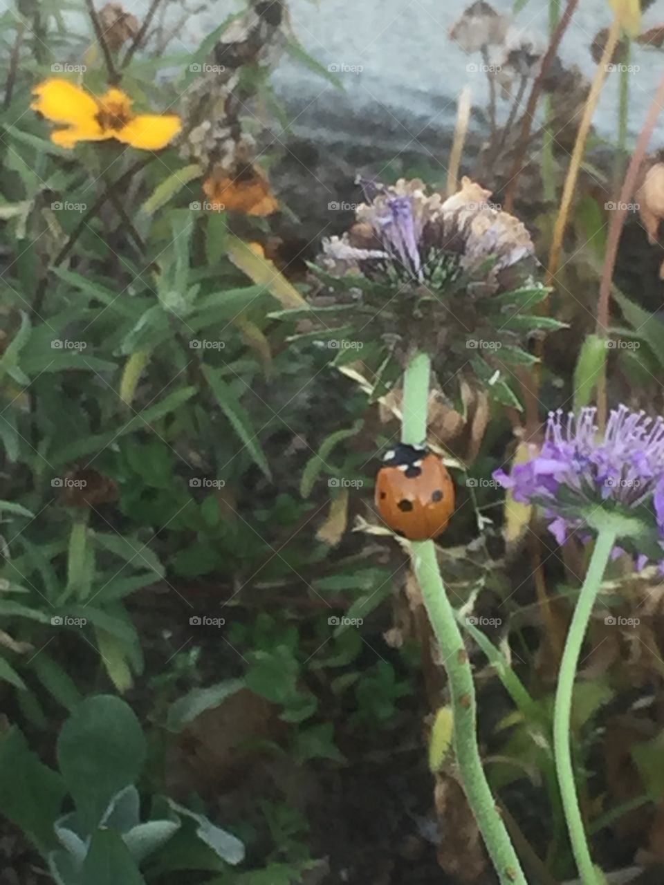 Ladybug on a stem