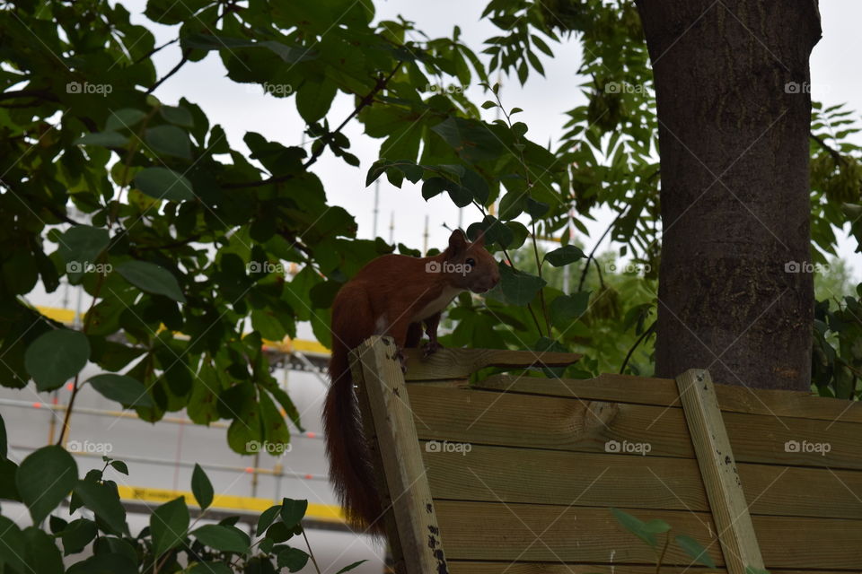 Squirrel in Berlin. This fellow is a good model.
in the outskirts of Berlin i saw it