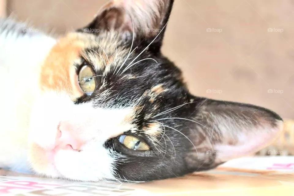 cat