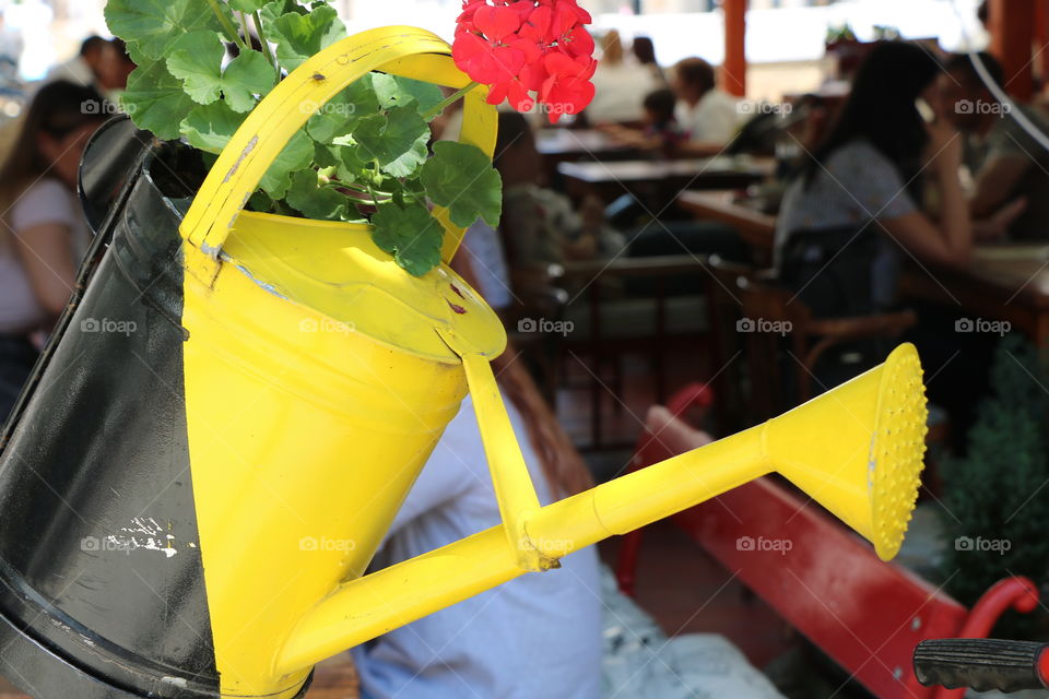 Potted flowers 