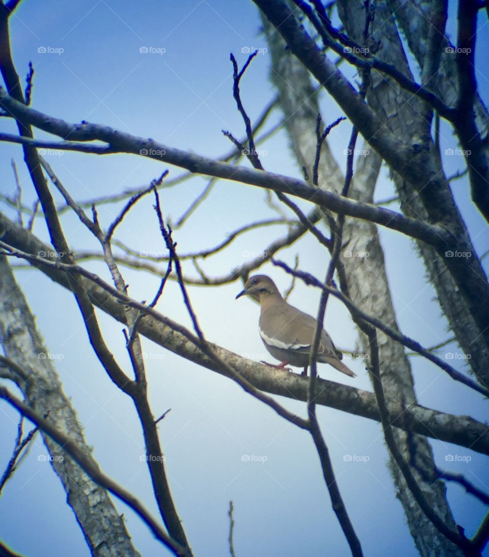Bird perching on branch