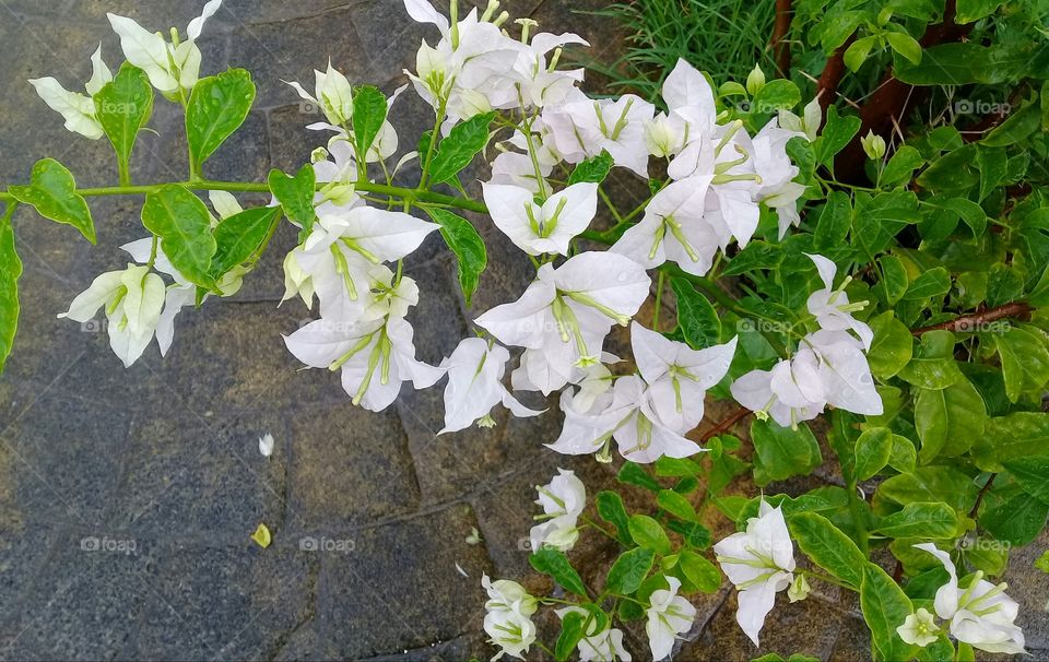 Buganvílias flower. White. Beautiful
 Her name is too Spring.