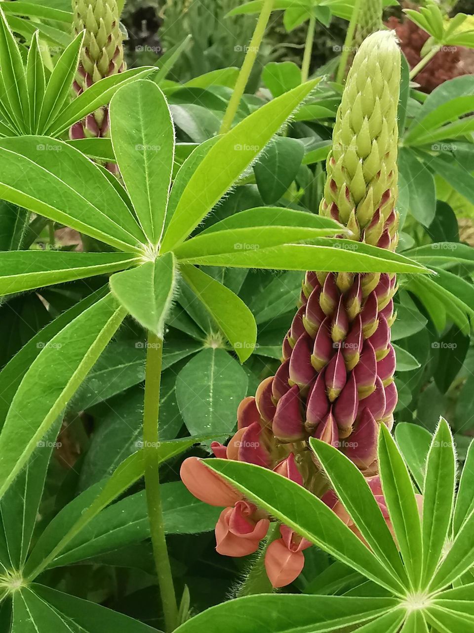 Flowering perennial Lupin plant