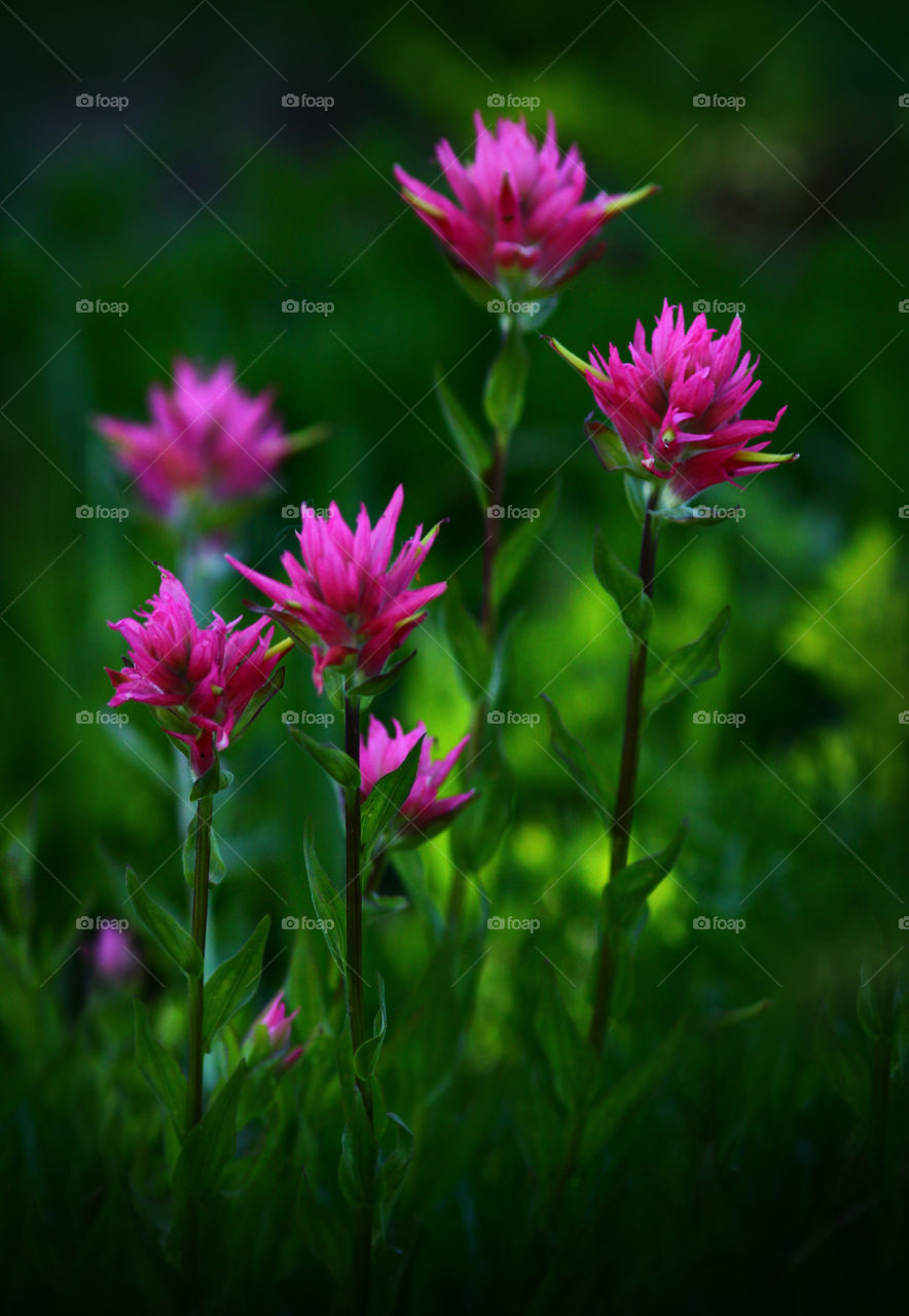 Pink Flowers Growing in a Field