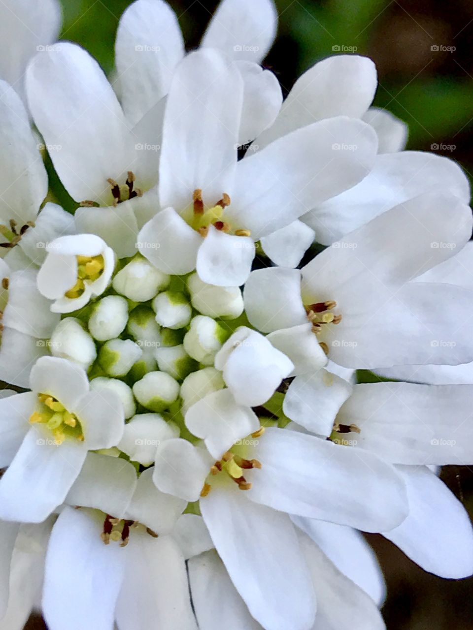 Alyssum 