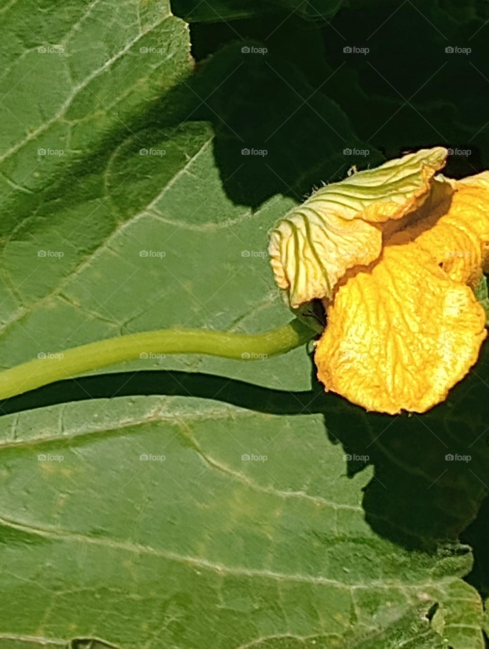 gold pumpkin flower