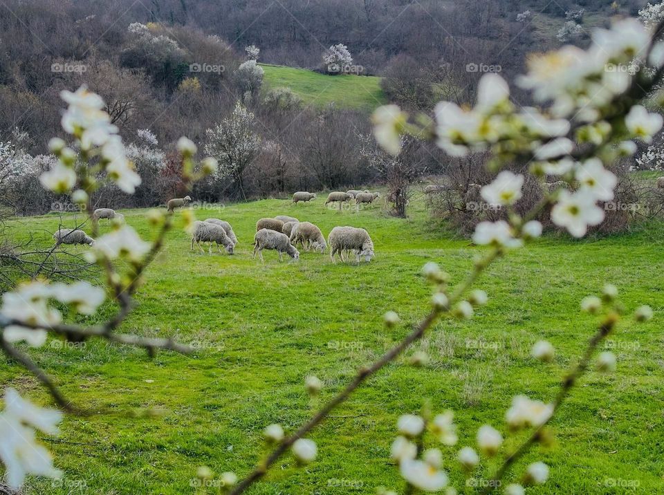 Spring in bloom and green idyll