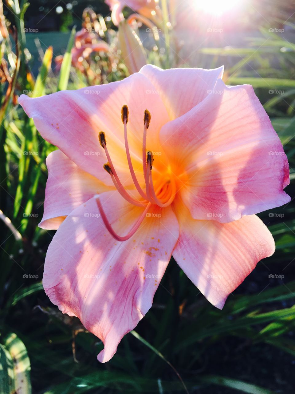 Purple day lily blooming in the garden