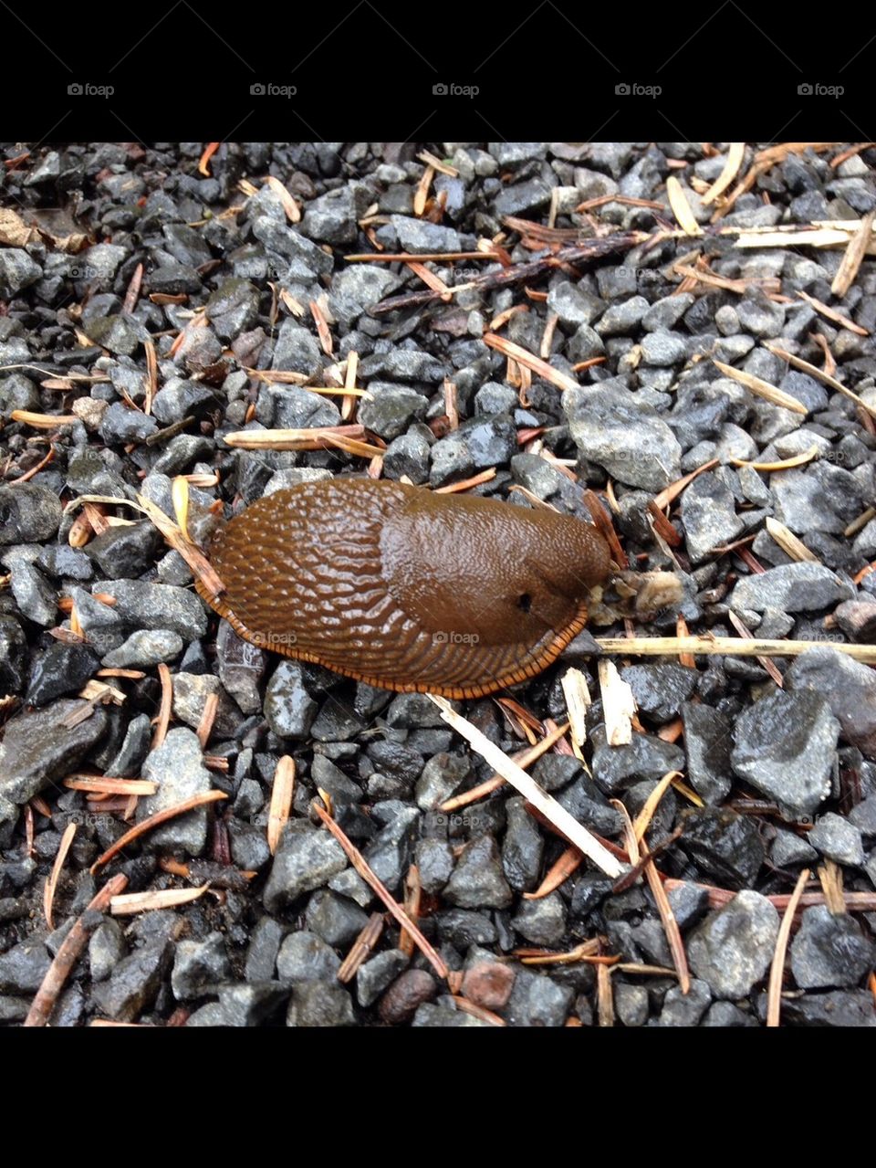 Slug