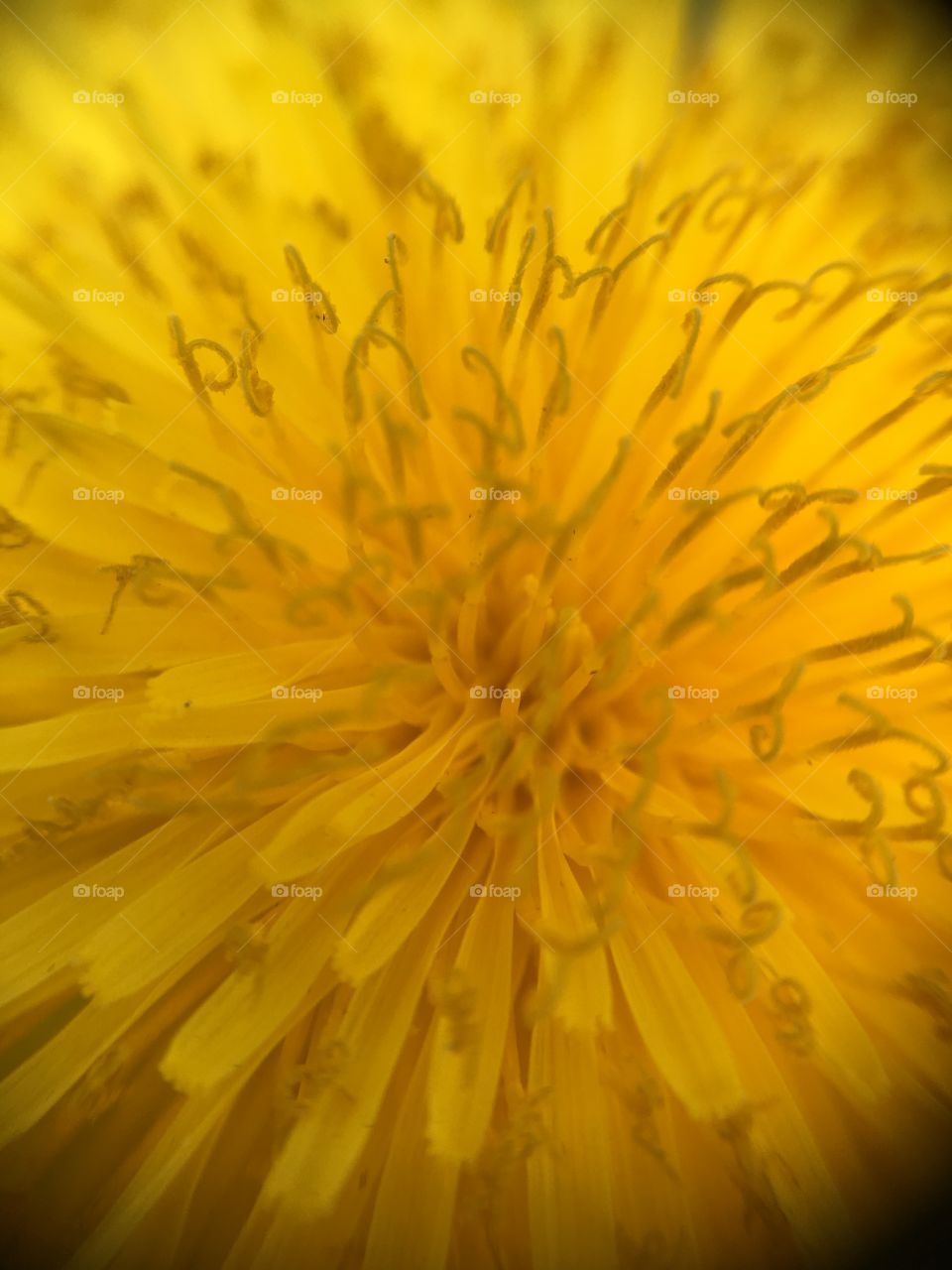 Dandelion closeup