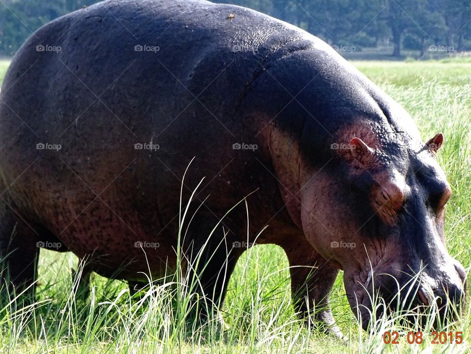Hippopotamus grazing