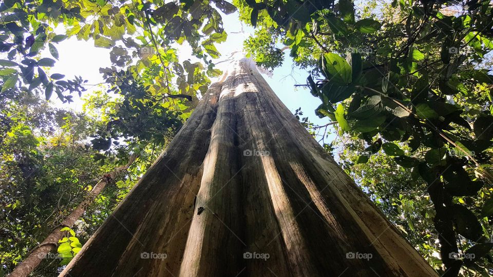 tropical tree