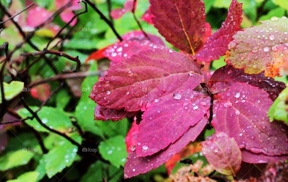 garden flower red fall by arman