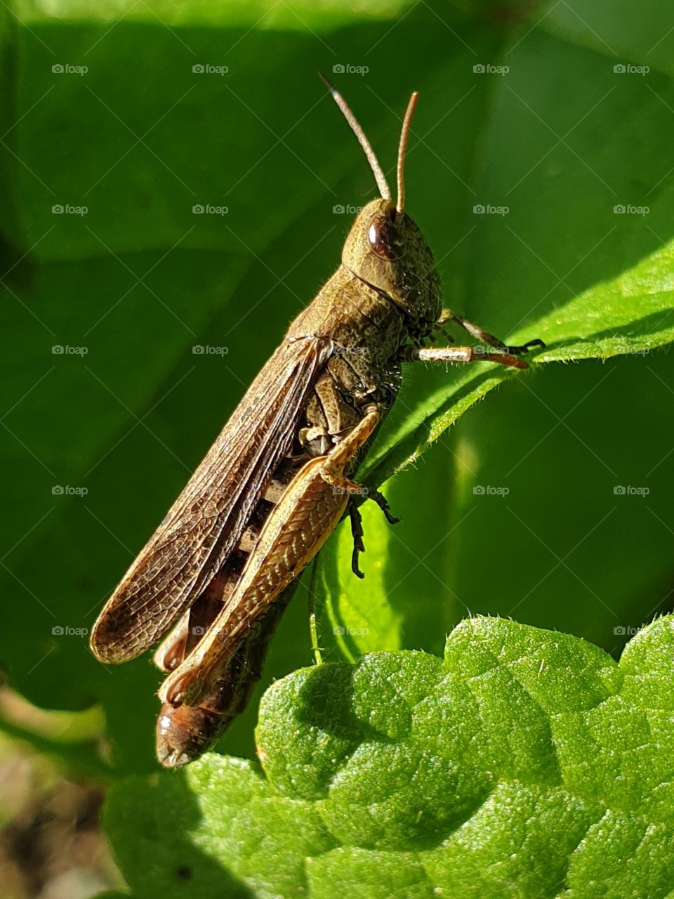 A grasshopper on a green leaf. Closeup.