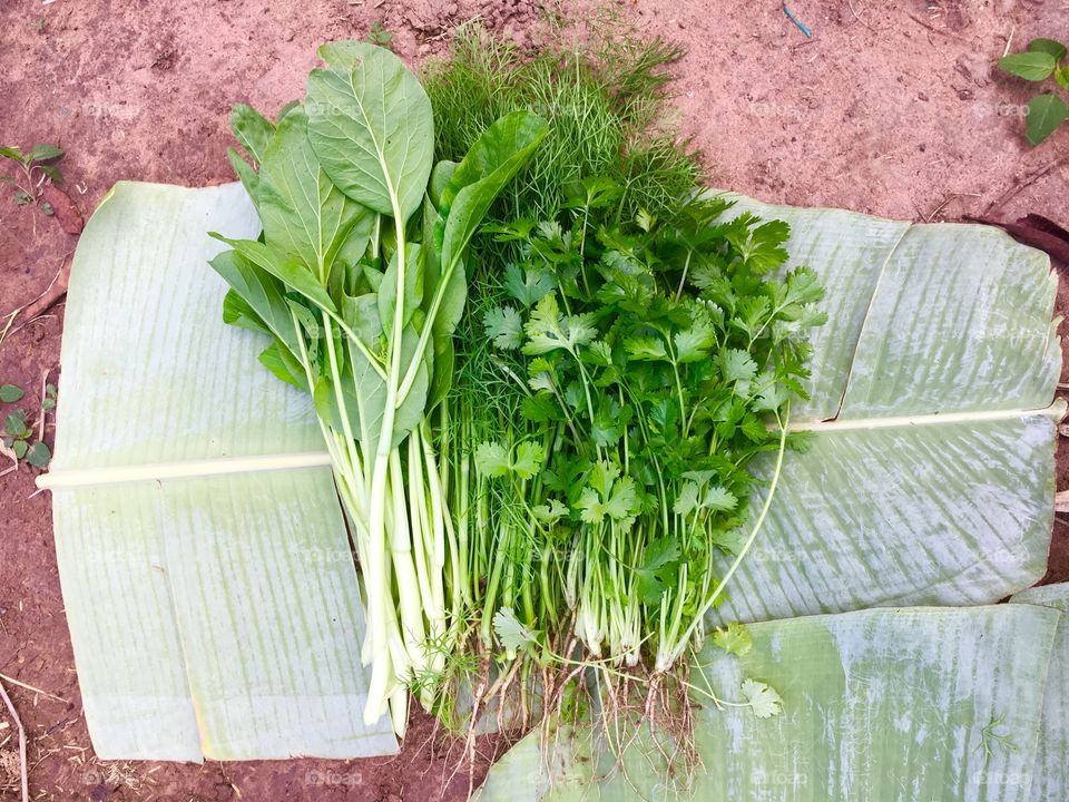 Veggie farm,sufficient ,Herbal life
Green veggie,Healthy life
