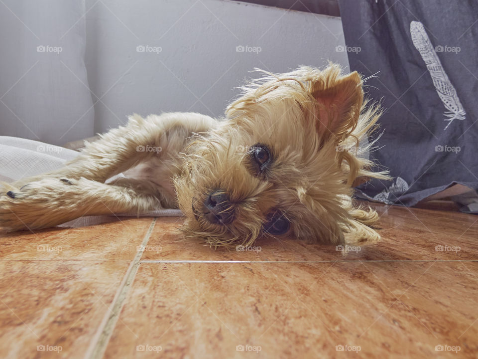 Yorkshire terrier dog lying on the floor with cute face
