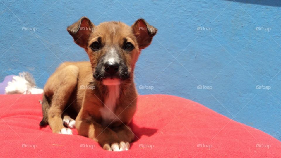 Dog on bed 