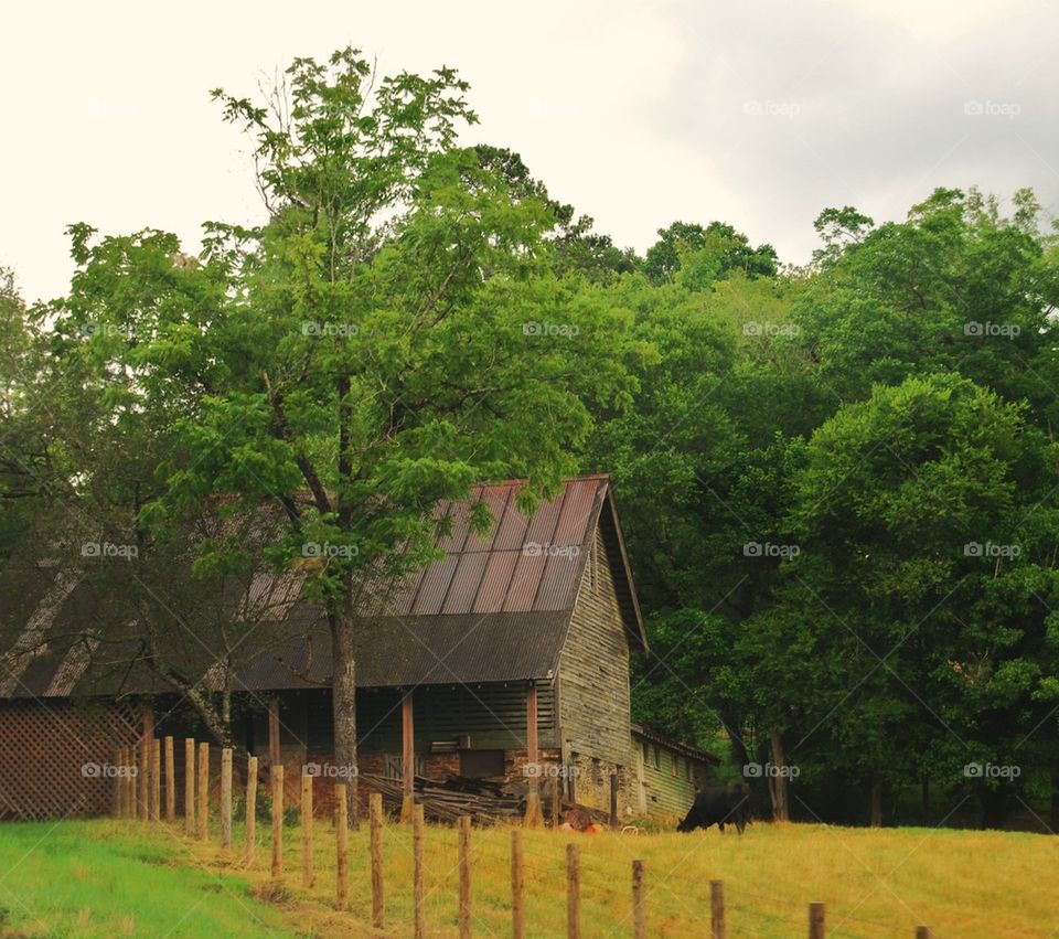 Barn trees and cow