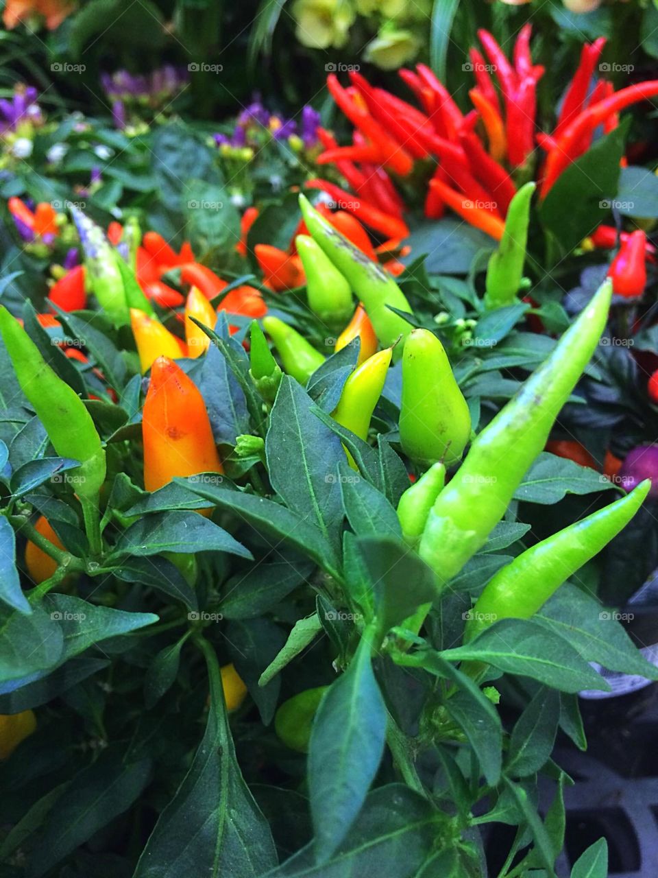 Ornamental peppers 
