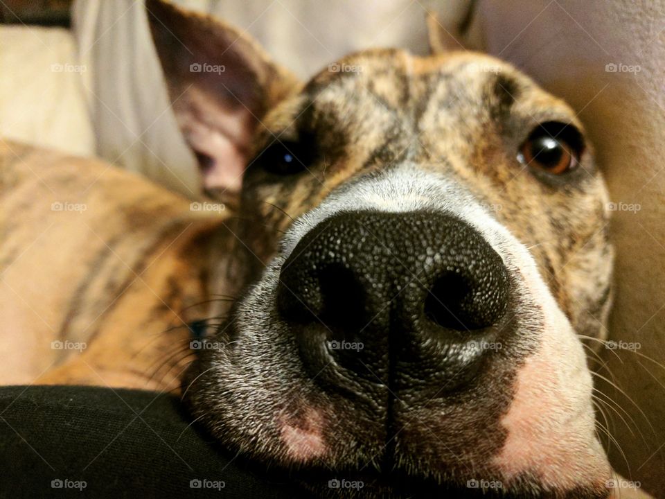 Close Up Portrait Of Mixed Breed Dog