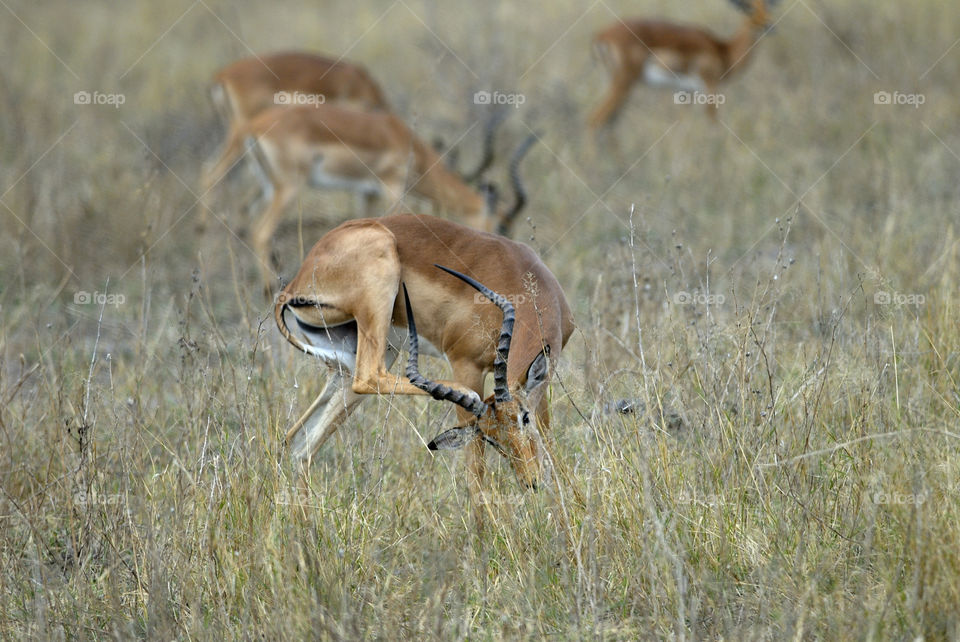 Africa, impala 
