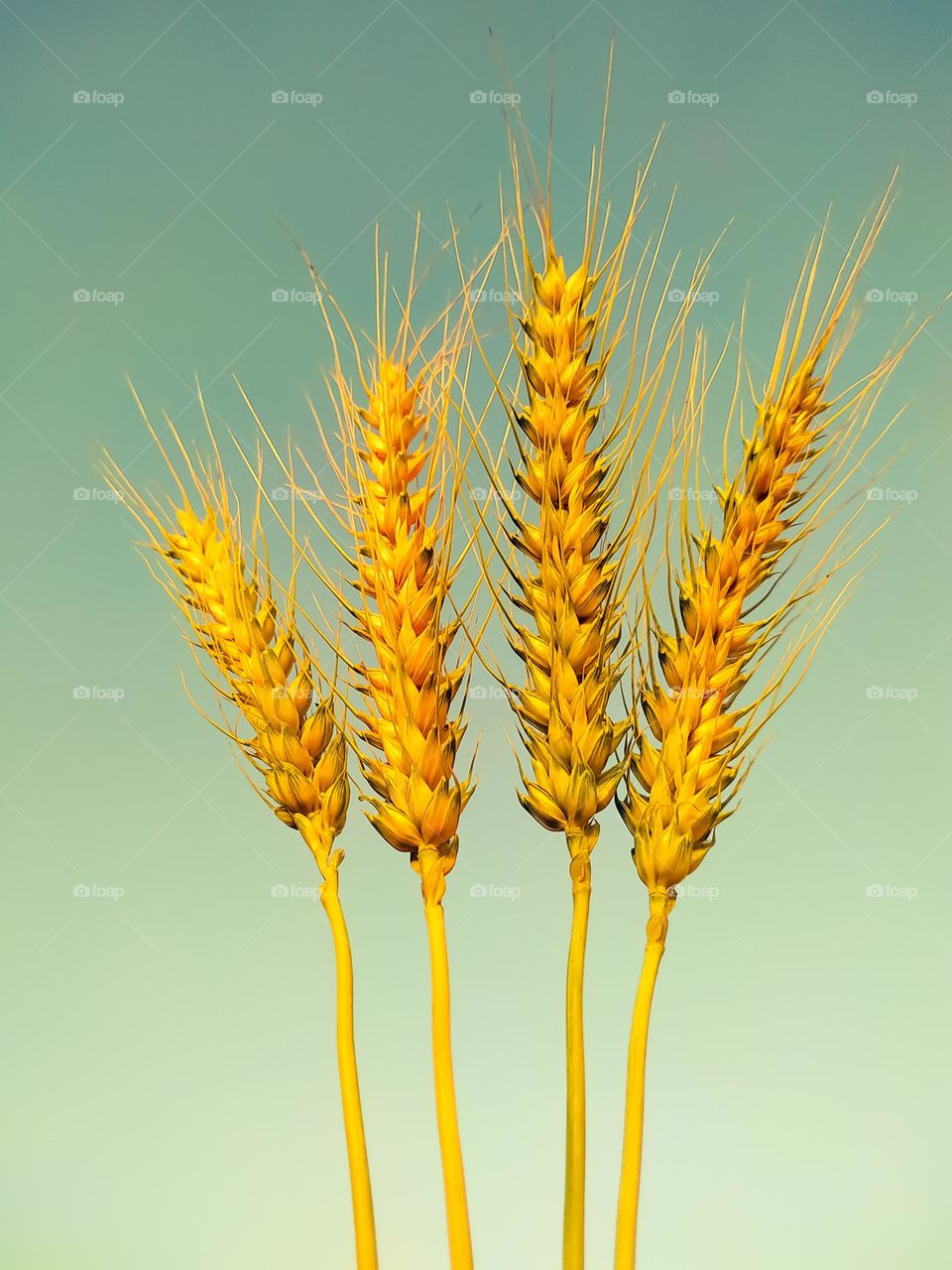 Ripe ears of wheat isolated on haze background