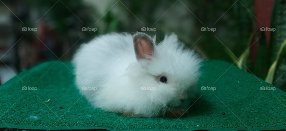 Bunny Rabbit Arnab