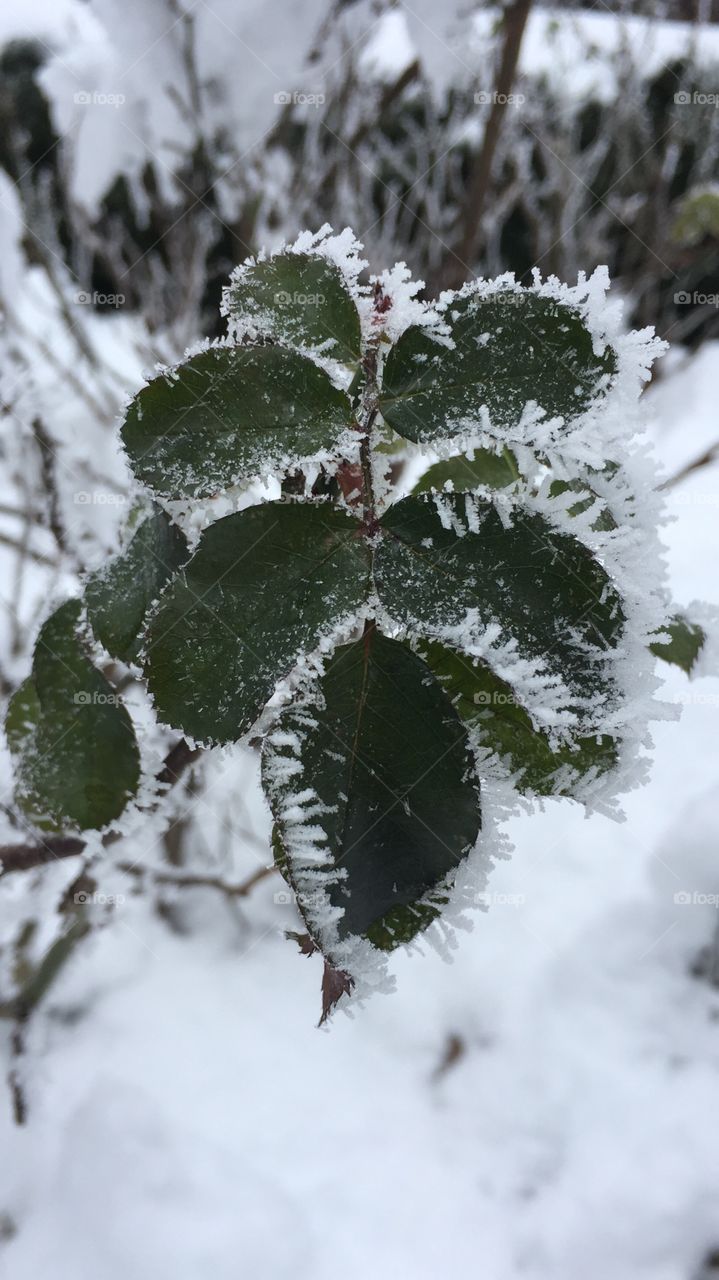 Frosted tips of rose leaves surviving a German winter