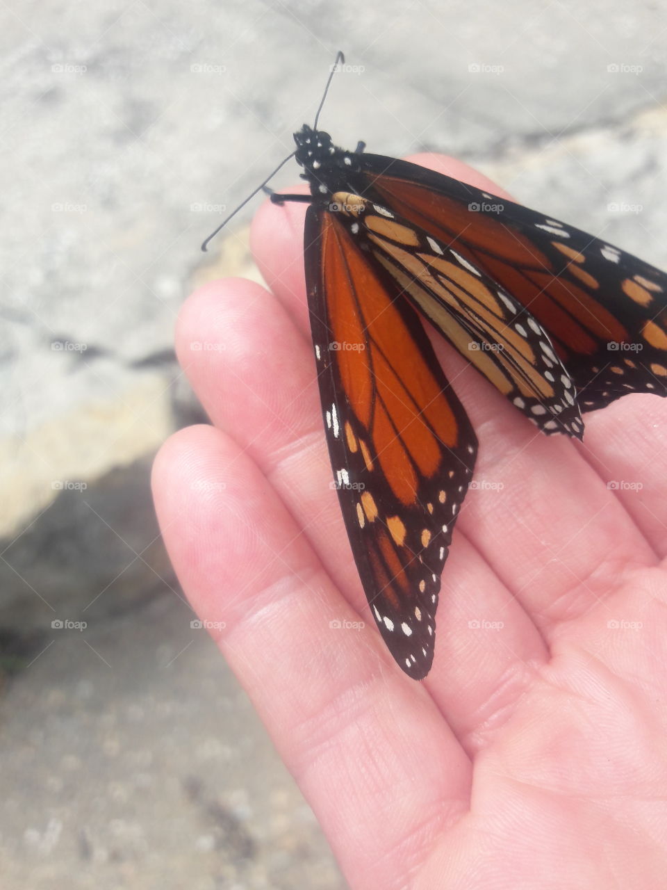 Monarch in Hand
