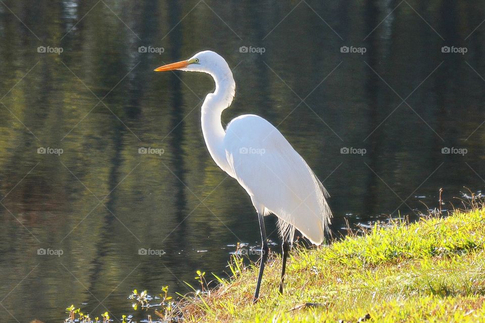 Beautiful Bird 