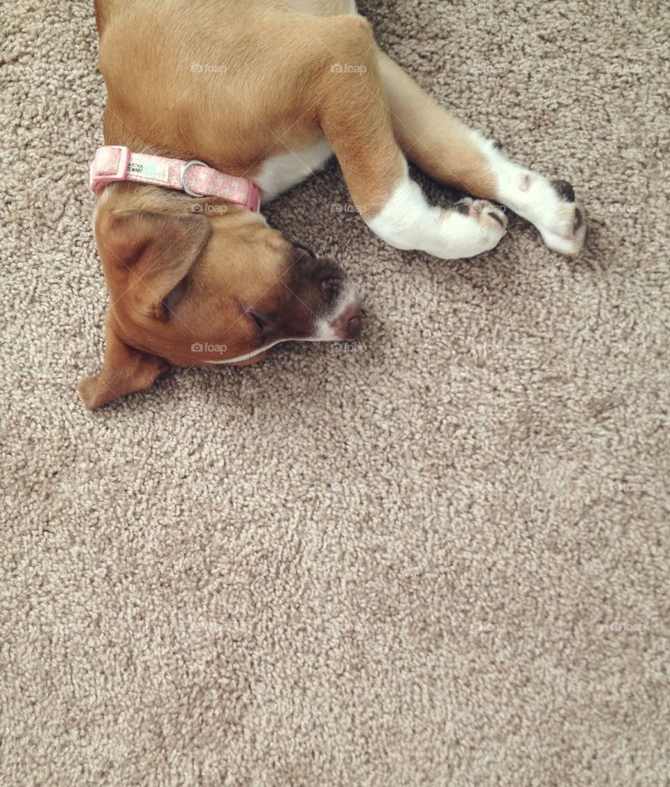 upside down collar paws ears by msanch