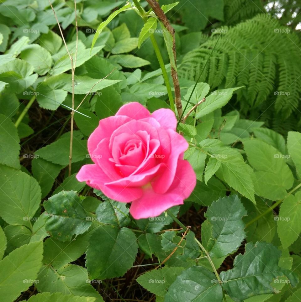 Flower, Nature, Flora, Rose, Leaf