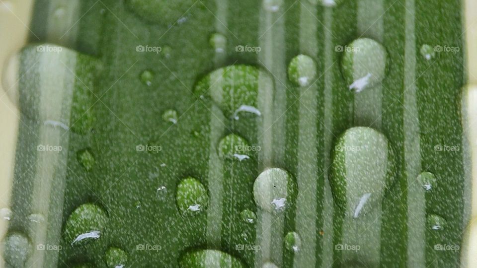 Water drops in plants