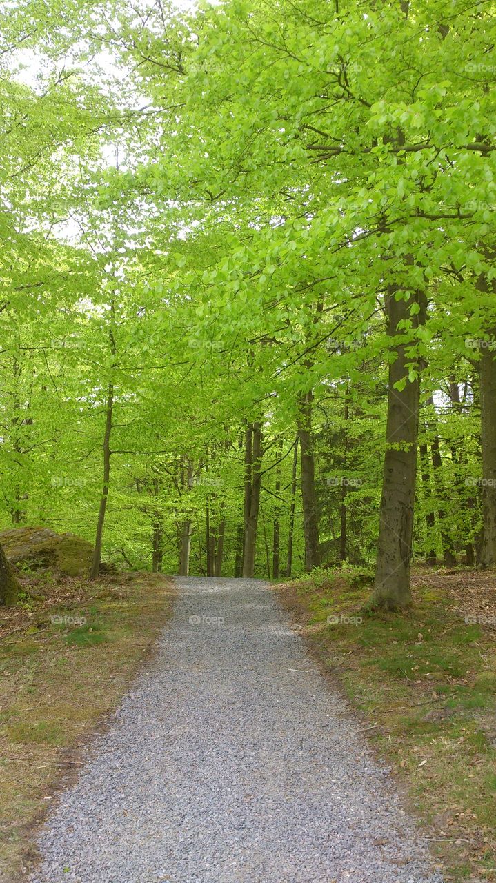 green forest