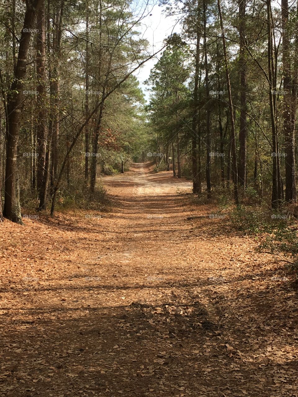 Crossroads in the woods