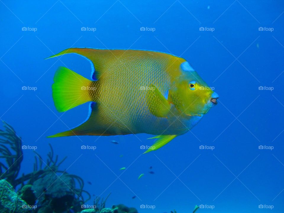 Beautiful and cute fish