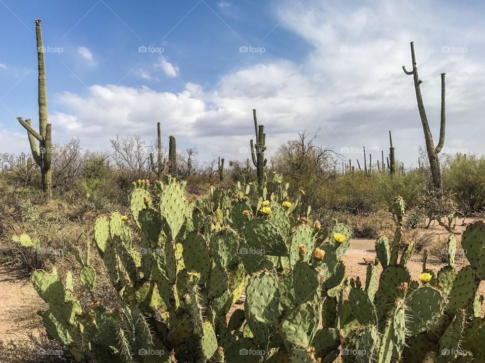 Nature - Desert Landscape 