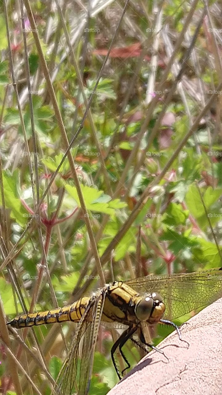 Nature, Insect, Outdoors, Summer, Leaf