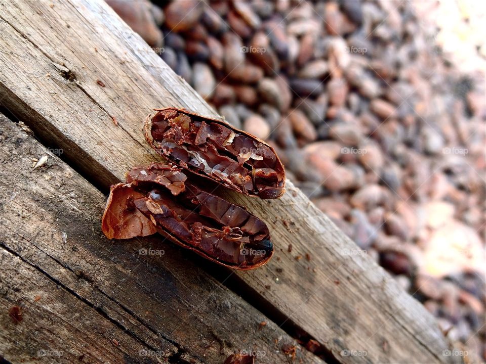 Cocoa bean in Ecuador 